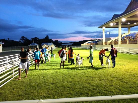 Goat Race Stadium