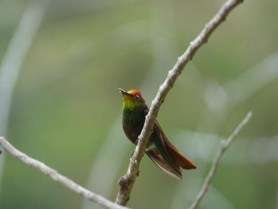 Hummingbird Gallery