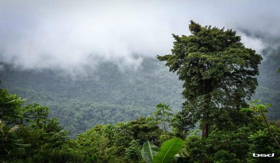 Tobago Forest Reserve